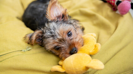 

Young Yorkshire terrier puppy playing with a soft toy