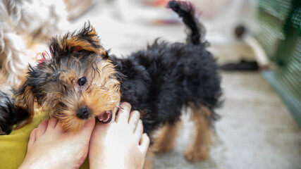 Cute little Yorkshire terrier puppy, black and tan, biting the toes of his mistress