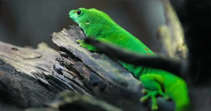 Madagascar day gecko , Phelsuma madagascariensis madagascariensis 