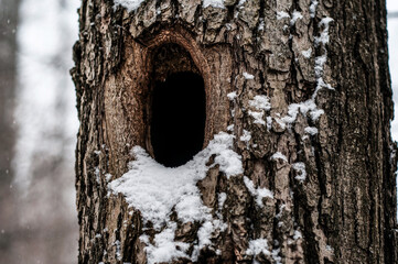 hollow in a tree in the snow. housing for squirrels