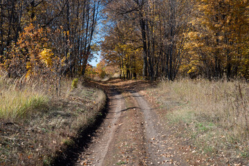 autumn in the forest