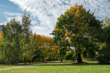 Obraz premium The early autumn in the city park. The huge maple tree with orange and green leaves.