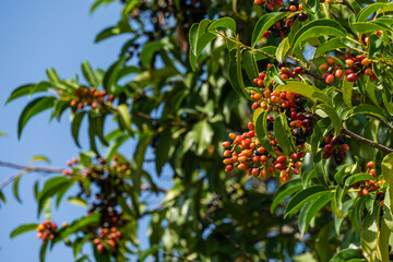 Close-up red and black berries of evergreen Prunus lusitanica (Portugal laurel) in city park Krasnodar. Public landscape 'Galitsky park' for relaxation and walking in sunny autumn September 2020