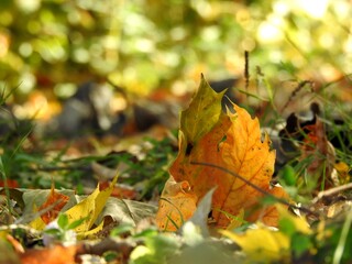 Beautiful landscape of autumn leaves in nature close up