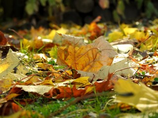 Beautiful landscape of autumn leaves in nature close up