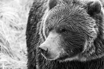 black and white close up of the face and head of a grizzly bear (brown bear) in the wilderness of...