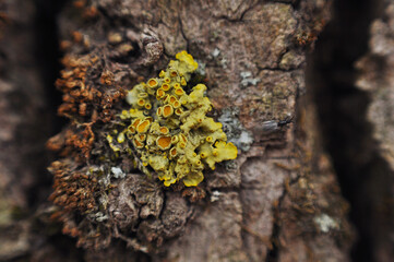 Yellow tree fungus grows on the bark of a tree