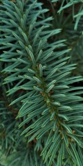 pine needles