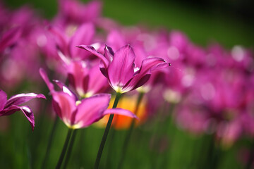Fototapeta premium Colorful tulips flowers blooming in a garden.Very beautiful tulips in bloom and smell spring. Colorful tulip garden.