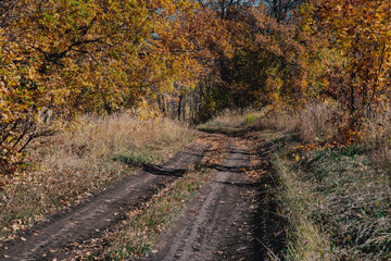 path in autumn forest