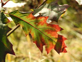 Beautiful landscape of autumn leaves in nature close up