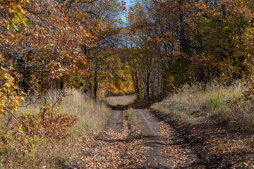 path in autumn forest