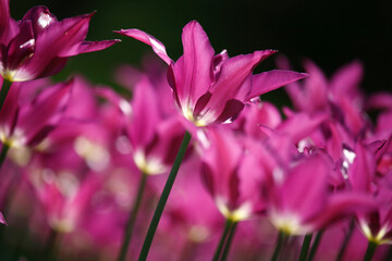 Colorful tulips flowers blooming in a garden.Very beautiful tulips in bloom and smell spring. Colorful tulip garden.