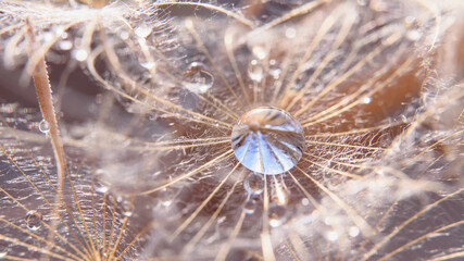 Beautiful dew drops on a dandelion seed macro. Beautiful soft blue background. Water drops on a parachutes dandelion. Copy space. soft focus on water droplets. circular shape, abstract background.