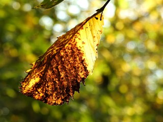 Beautiful landscape of autumn leaves in nature close up