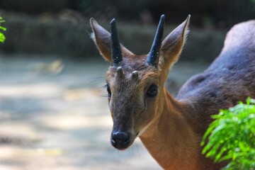 A closeup of baby deer searching for his mother