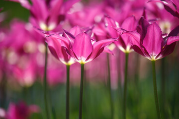 Obraz premium Colorful tulips flowers blooming in a garden.Very beautiful tulips in bloom and smell spring. Colorful tulip garden.
