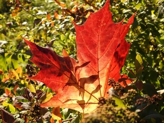 Beautiful landscape of autumn leaves in nature close up
