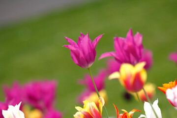 Fototapeta premium Colorful tulips flowers blooming in a garden.Very beautiful tulips in bloom and smell spring. Colorful tulip garden.