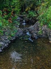 stream in the forest