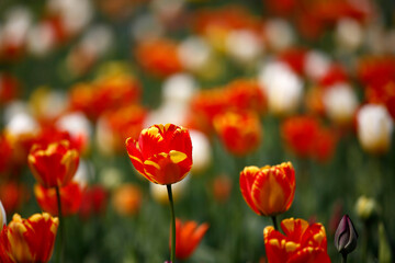 Colorful tulips flowers blooming in a garden.Very beautiful tulips in bloom and smell spring. Colorful tulip garden.