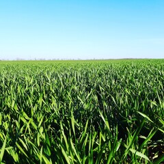 Obraz premium green field