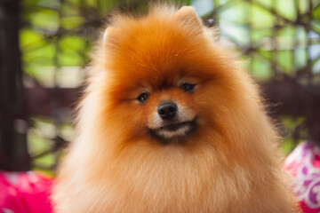 Pomeranian
