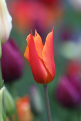 Colorful tulips flowers blooming in a garden.Very beautiful tulips in bloom and smell spring. Colorful tulip garden.