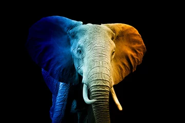 Foto op Plexiglas Portret van olifant in een warme en koude schaduw © byrdyak