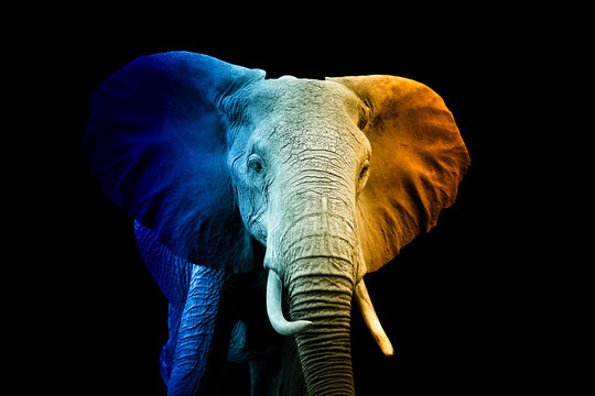 Portrait of elephant in a hot and cold shade