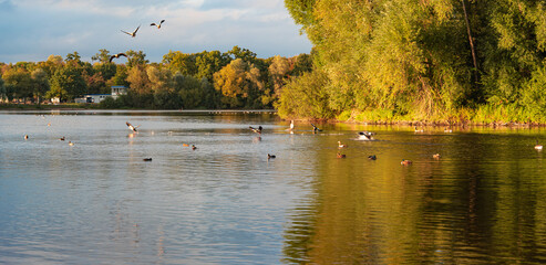 Enten und Gänse