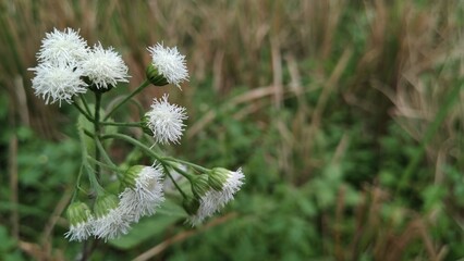 flowers in the grass