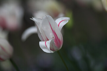 Obraz premium Colorful tulips flowers blooming in a garden.Very beautiful tulips in bloom and smell spring. Colorful tulip garden.