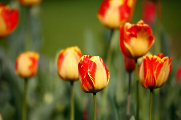 Colorful tulips flowers blooming in a garden.Very beautiful tulips in bloom and smell spring. Colorful tulip garden.