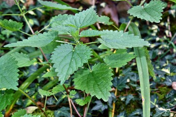 Nettle grows in the garden