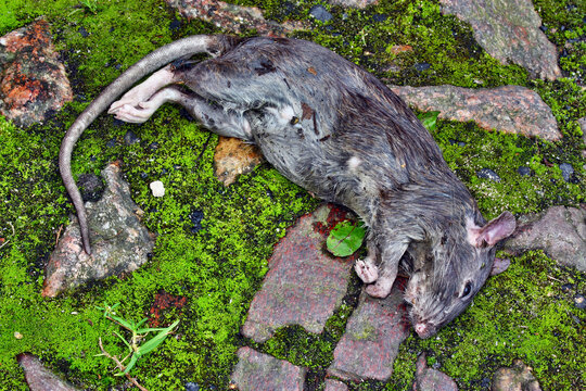  Lying dead big rat