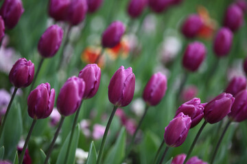 Colorful tulips flowers blooming in a garden.Very beautiful tulips in bloom and smell spring. Colorful tulip garden.