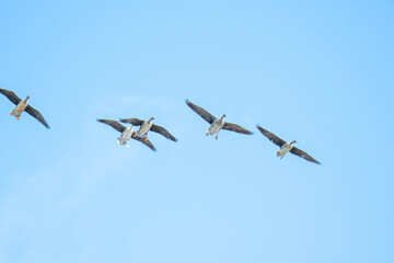 マガンの群れが空を飛ぶ様子　　バンクーバー　ブリティッシュコロンビア　カナダ
