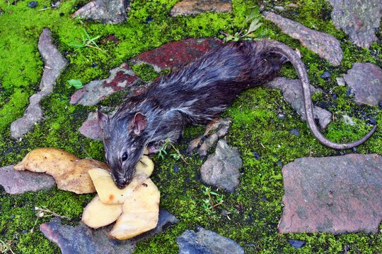 Dead big rat and spilled  peels the potatoes