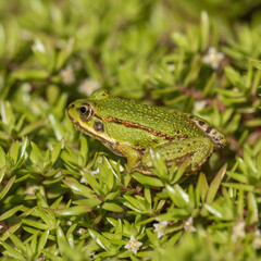 Juvenile Marsh Frog (about 3-4cm)  Sitting on the Edge of a Pond