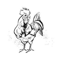 Hand drawn vector graphic ink rooster sketch illustration isolated on white background