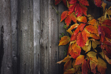 Naklejka na ściany i meble old wooden background with autumn leaves, autumn concept, copy space