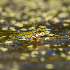 Juvenile Marsh Frog (about 3-4cm)  Sitting on the Edge of a Pond