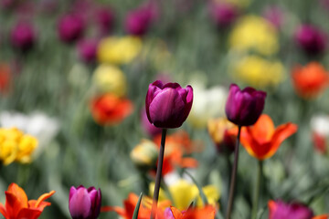 Colorful tulips flowers blooming in a garden.Very beautiful tulips in bloom and smell spring. Colorful tulip garden.