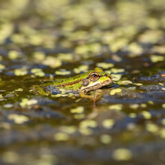 Juvenile Marsh Frog (about 3-4cm)  Sitting on the Edge of a Pond