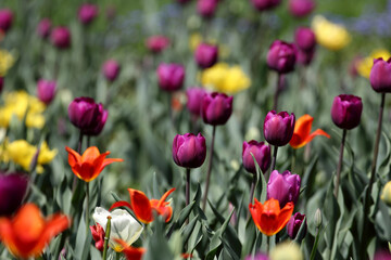 Colorful tulips flowers blooming in a garden.Very beautiful tulips in bloom and smell spring. Colorful tulip garden.