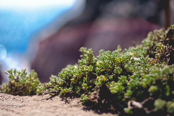 Close up of green succulent flowers in front of blue sea and rocks in a sunny day