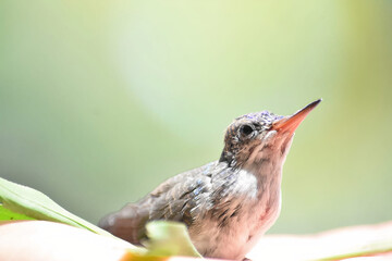 Un colibrí de mi jardín  © Beatriz