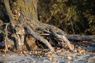 Fototapeta na wymiar Large tree roots in the forest. Old mystery roots.