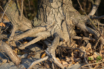 Large tree roots in the forest. Old mystery roots.
